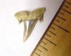 Fossil Reef Shark Tooth