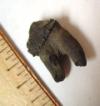 Fossil Squalodon Tooth