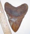 Fossil Megalodon Shark Tooth