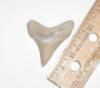 Fossil Angustidens Shark Tooth