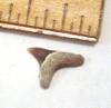 Fossil Thresher Shark Tooth