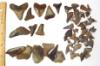 A Fossil Hunt 10 Years in the Making