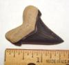 Angustidens Shark Tooth