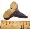 Fossil Mako Shark Tooth