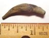 Fossil Whale Tooth