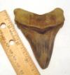 3 1/2" Angustidens Shark Tooth