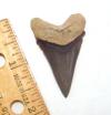 Fossil Angustidens Shark Tooth