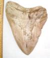 6 5/16" Megalodon Tooth