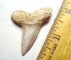 Fossil Isurus desori mako shark tooth