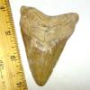 Fossil Megalodon Shark Tooth