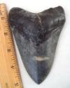 Fossil Megalodon Shark Tooth