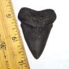 Fossil Mako Shark Tooth