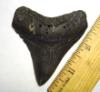 Fossil Megalodon Shark Tooth