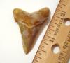 Fossil Giant White Shark Tooth