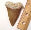 Fossil Mako Shark Tooth