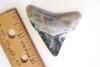 Multicolored megalodon tooth