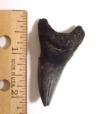 Fossil Parotodus benedeni shark tooth