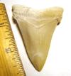 Fossil Giant White Shark (Angustidens) Shark Tooth