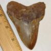 Fossil Giant White (Megalodon) Shark Tooth