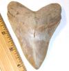 Summerville Land Found Megalodon Shark Tooth