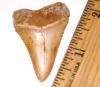 Carcharodon carcharias - Modern Great White Shark Tooth