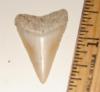 Fossil Great White Shark Tooth