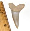 Fossil Isurus desori Shark tooth