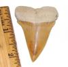 Fossil Isurus hastalis (Broad Toothed Mako) Shark Tooth