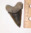Fossil Giant White (Angustidens) Shark Tooth