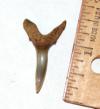 Fossil Sand Tiger Shark Tooth