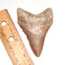 Megalodon Tooth