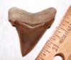 Fossil Giant White Shark Tooth