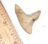 Giant Thresher Shark Tooth