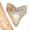 Megalodon Shark Tooth