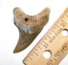 Parotodus Benedeni - False Mako Shark Tooth