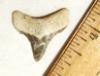 Angustidens tooth
