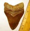 Megalodon Tooth