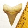 Angustidens Tooth