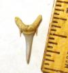 Small Tooth Sand Tiger Shark Tooth