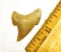 Carcharocles angustidens - Oligocene Giant White Shark Tooth