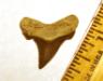 Angustidens Shark Tooth Foosil