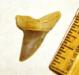 Isurus retroflexus Oligocene Mako Shark Tooth