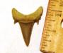 Eocene Sand Shark Tooth
