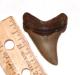 Fossil Angustidens Shark Tooth