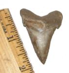 Angustidens Shark Tooth