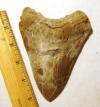 Fossil Megalodon Tooth