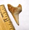 False Mako (Parotodus Benedeni) Tooth