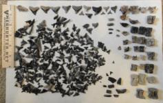 Nice Pliocene Shark Teeth from Lowcountry SC Land Site