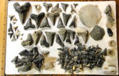 Finding Carcharocles Auriculatus Shark Teeth in Harleyville South Carolina