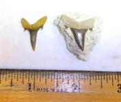 Eocene Sand Shark Teeth